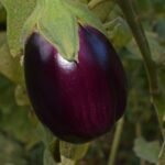 leoleobobeo ripe eggplant 2759947 1280