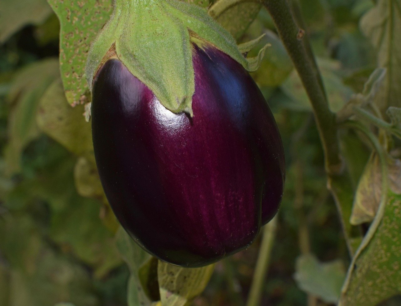 leoleobobeo ripe eggplant 2759947 1280